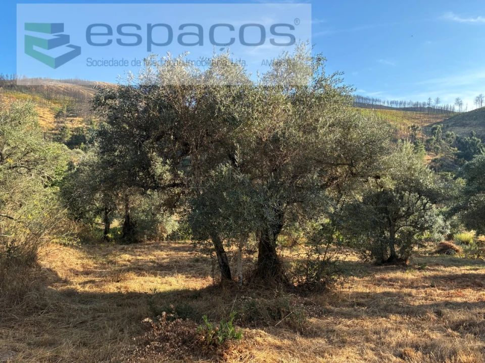 Terreno para Arrendamento em Lavacolhos Foto 9
