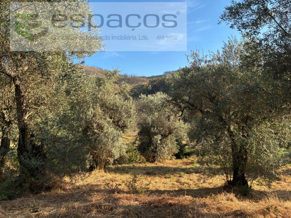 Terreno para Arrendamento em Lavacolhos Foto 10