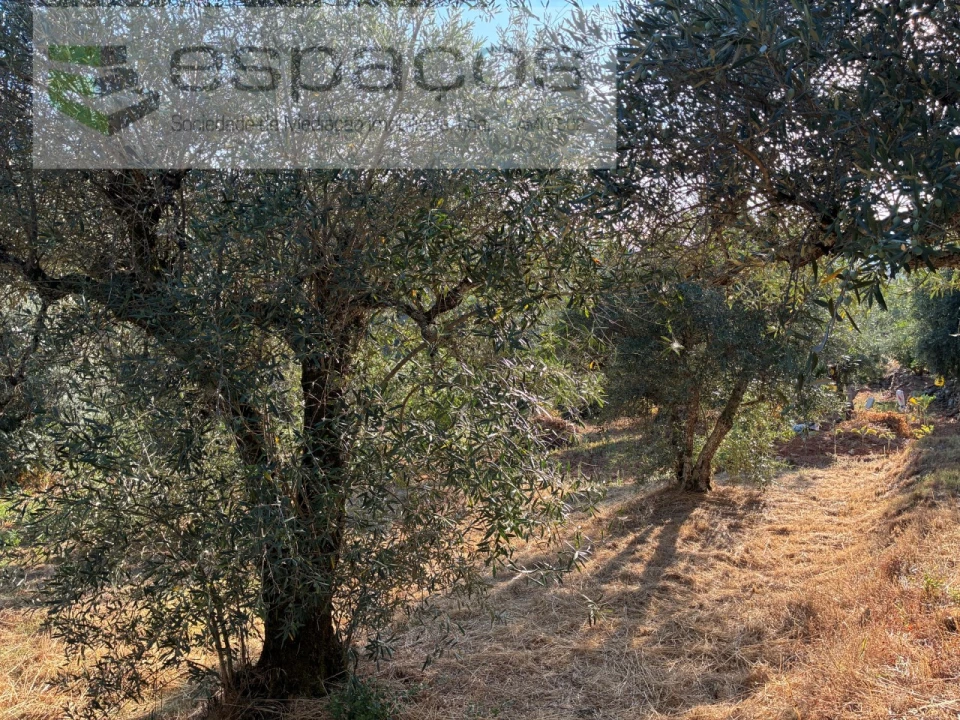 Terreno para Arrendamento em Lavacolhos Foto 12