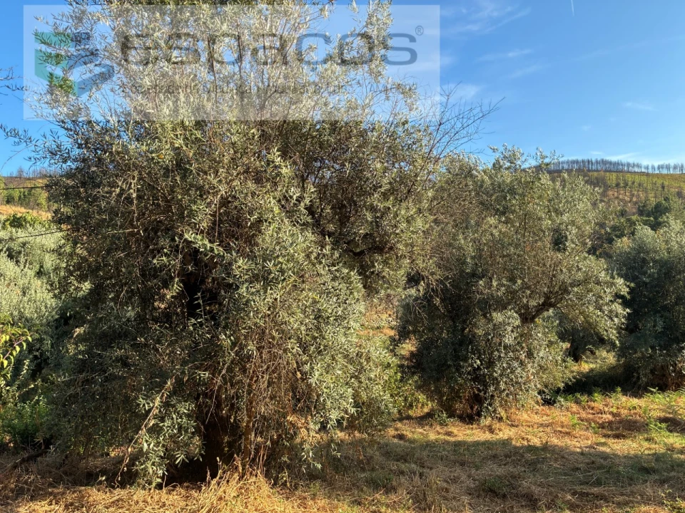 Terreno para Arrendamento em Lavacolhos Foto 13