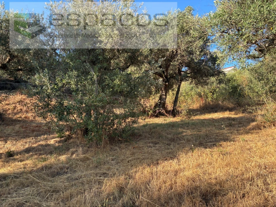 Terreno para Arrendamento em Lavacolhos Foto 15