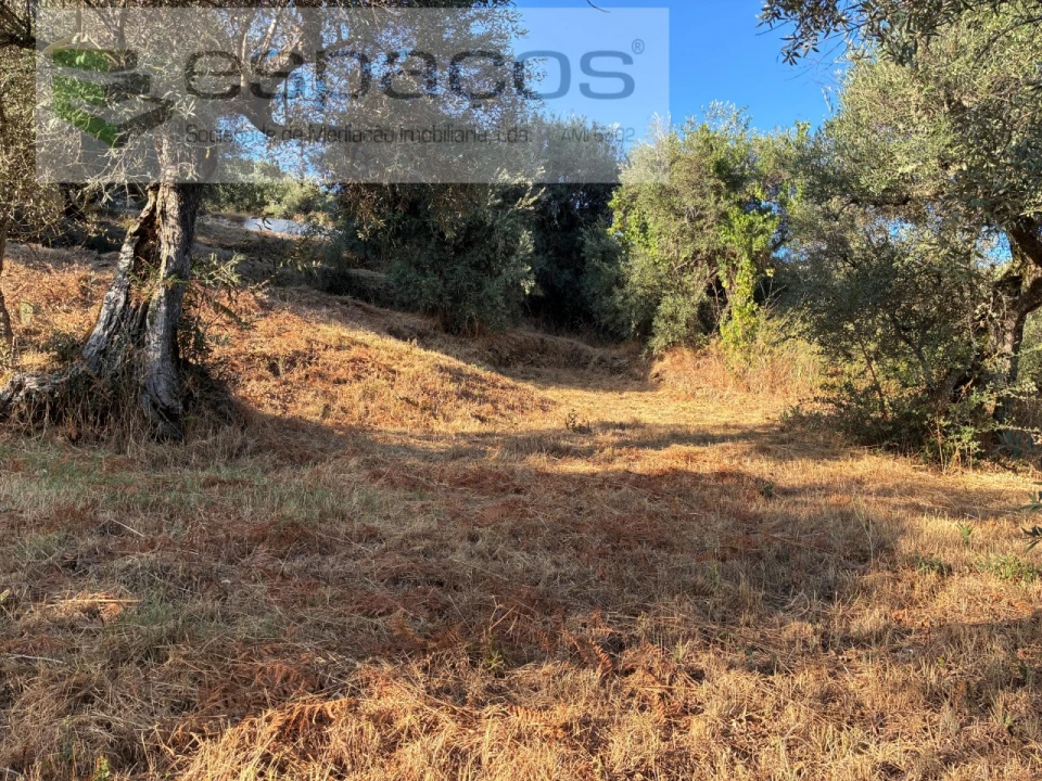 Terreno para Arrendamento em Lavacolhos Foto 17