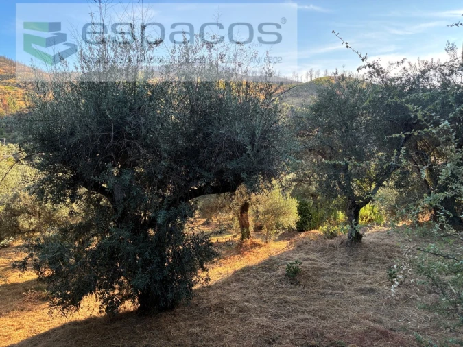 Terreno para Arrendamento em Lavacolhos Foto 4