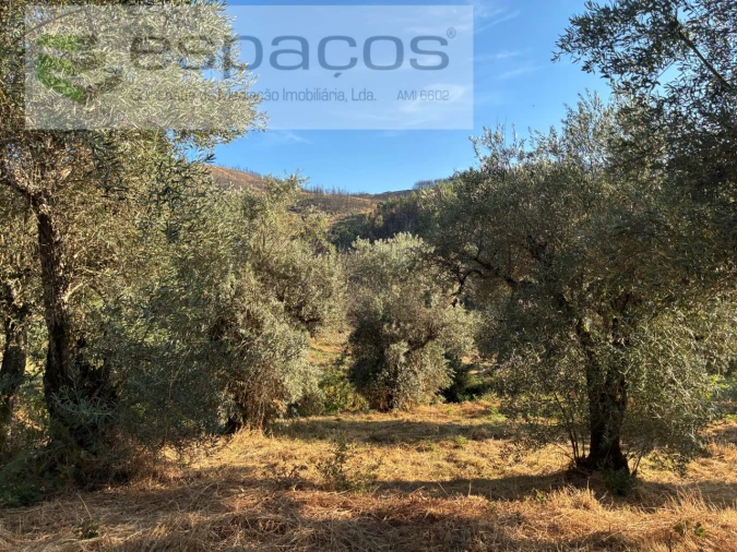 Terreno para Arrendamento em Lavacolhos Foto 10