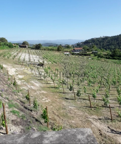 Terreno Agricola ou Rústico para Venda em Gove