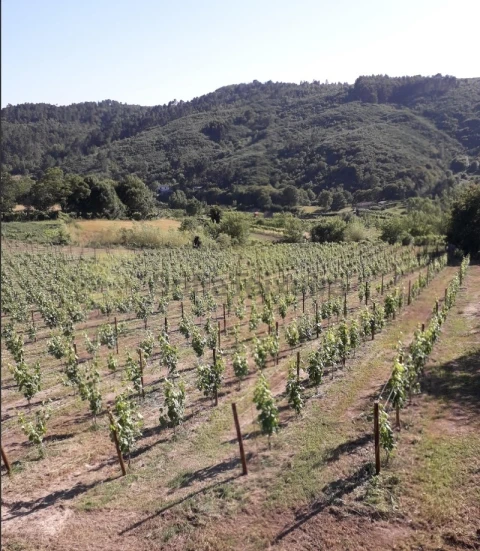 Terreno Agricola ou Rústico para Venda em Gove