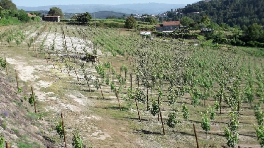 Terreno Agricola ou Rústico para Venda em Gove