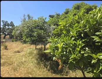 Terreno para Venda em Abela
