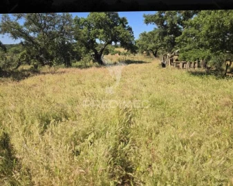 Terreno para Venda em Abela
