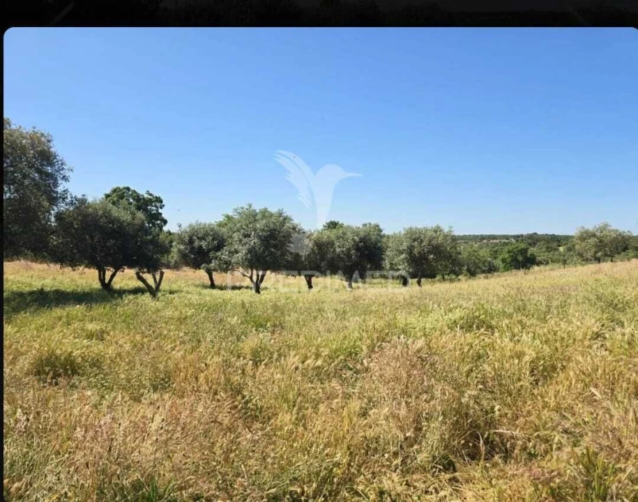 Terreno para Venda em Abela Foto 2