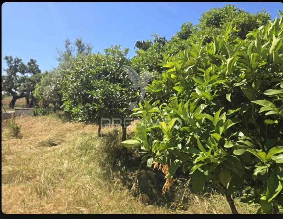 Terreno para Venda em Abela Foto 3