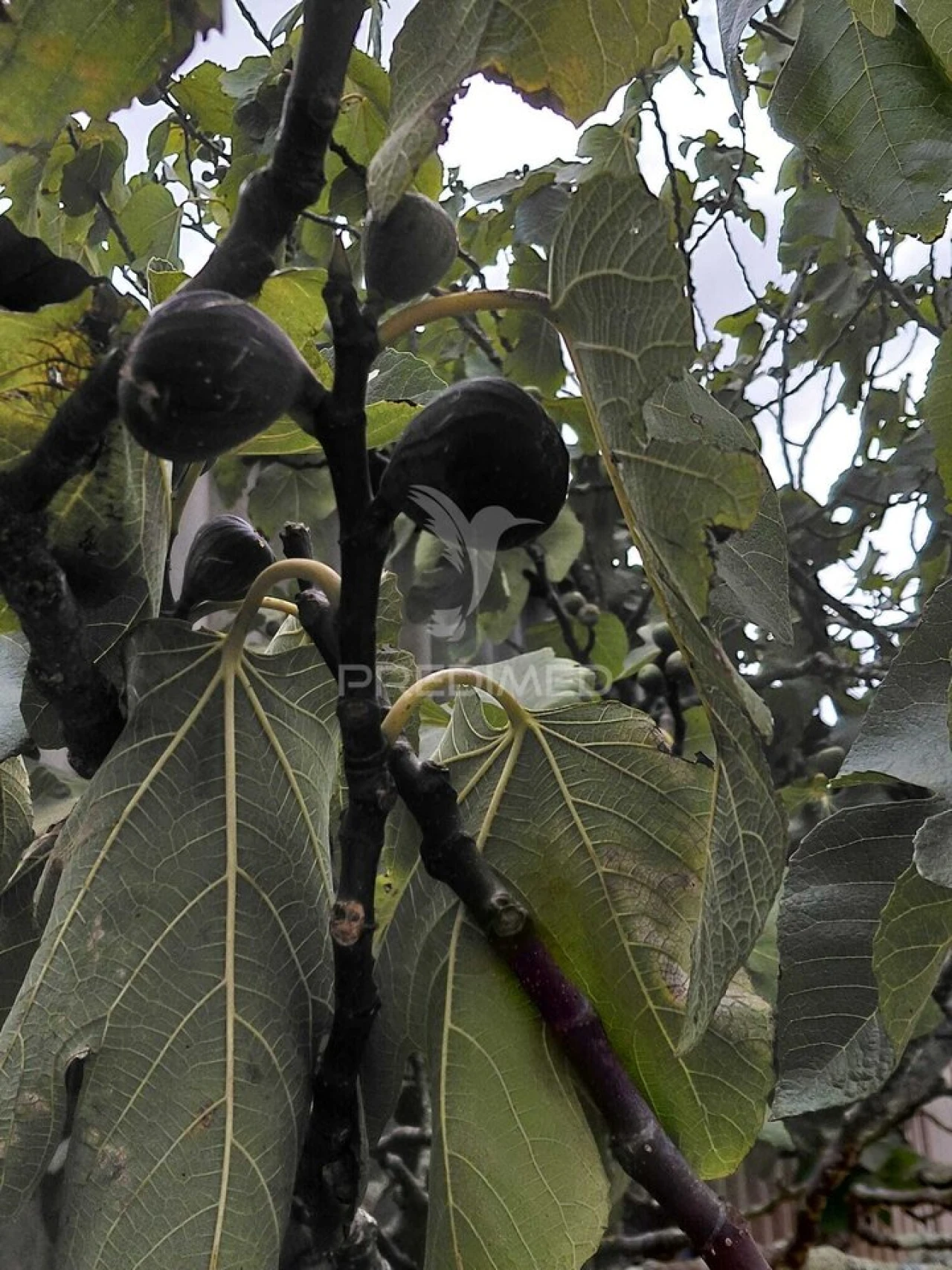 Terreno para Venda em Abela Foto 8