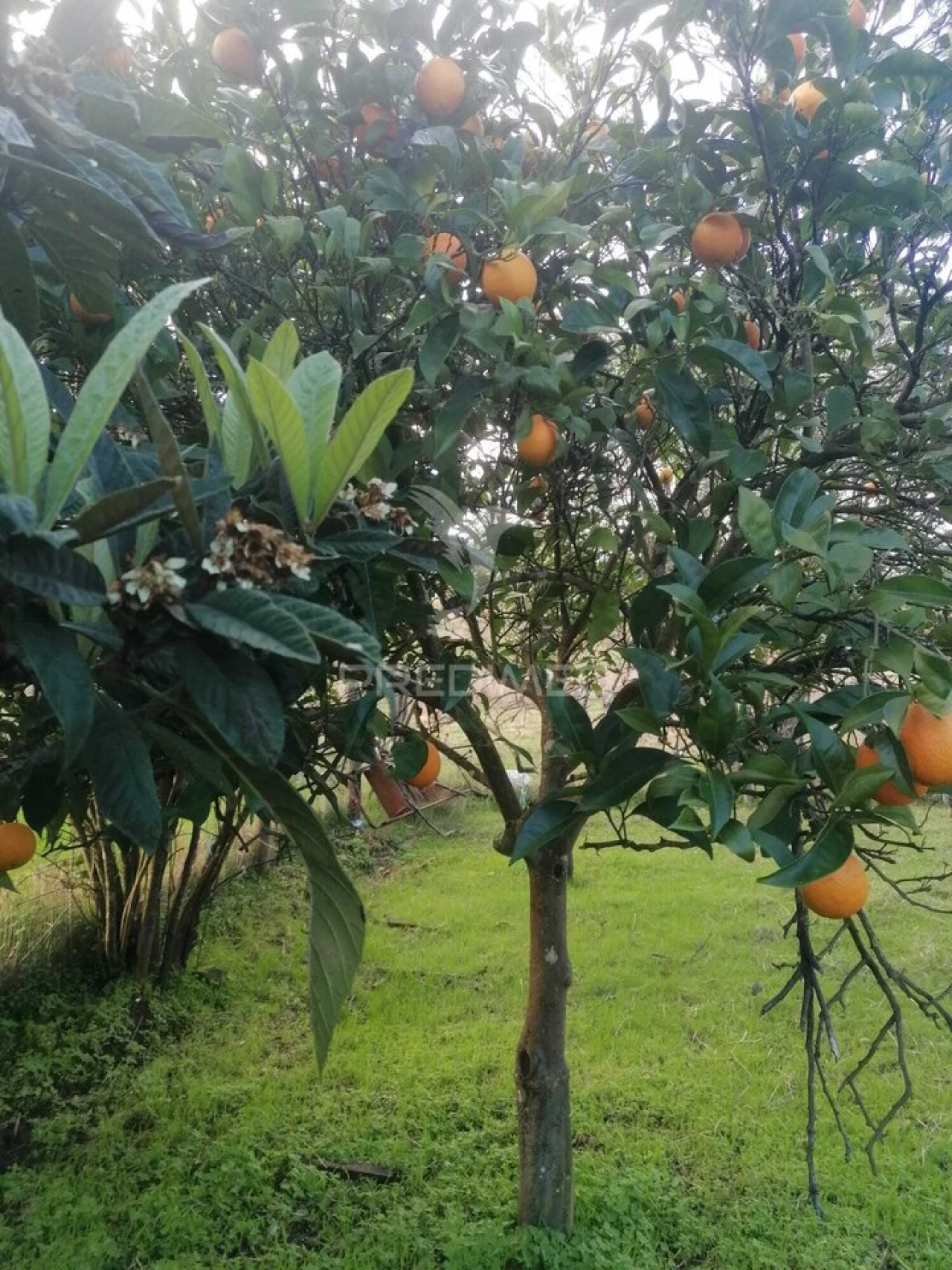 Terreno para Venda em Abela Foto 5