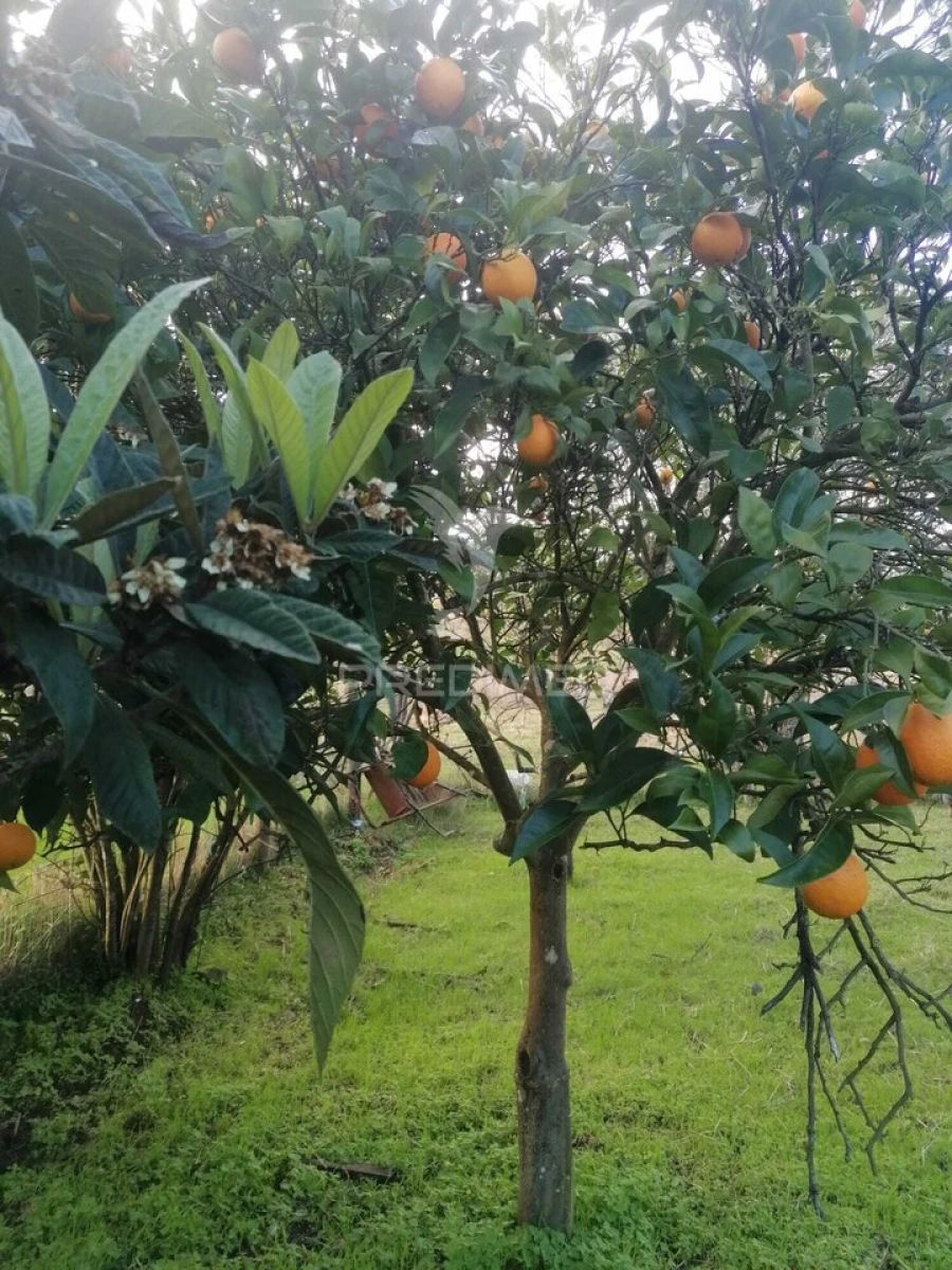 Terreno para Venda em Abela Foto 5