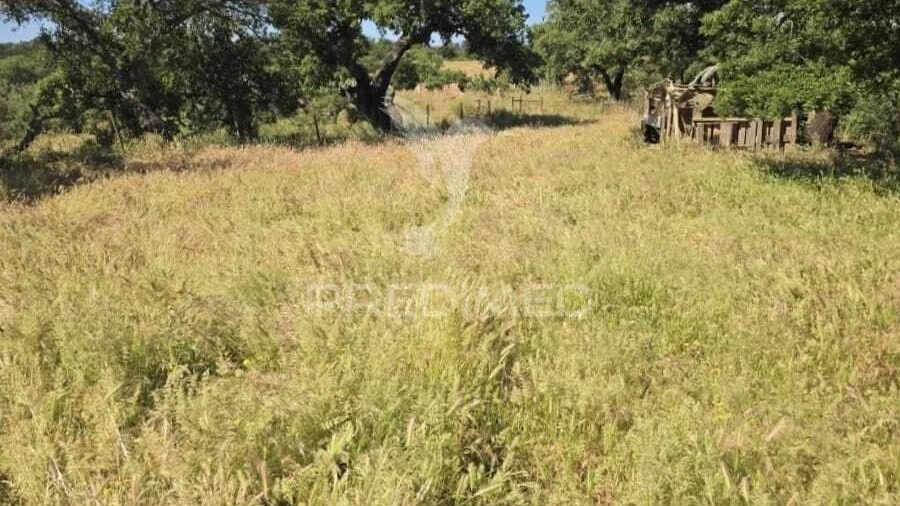 Terreno para Venda em Abela