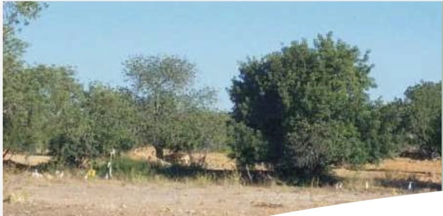 Terreno para Venda em Algoz e Tunes Foto 13