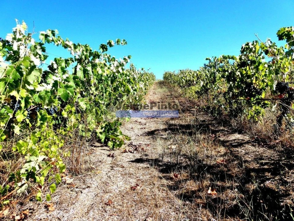 Terreno Agricola ou Rústico para Venda em Covilhã e Canhoso Foto 9
