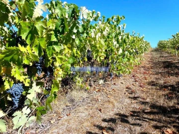 Terreno Agricola ou Rústico para Venda em Covilhã e Canhoso