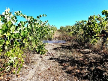 Terreno Agricola ou Rústico para Venda em Covilhã e Canhoso