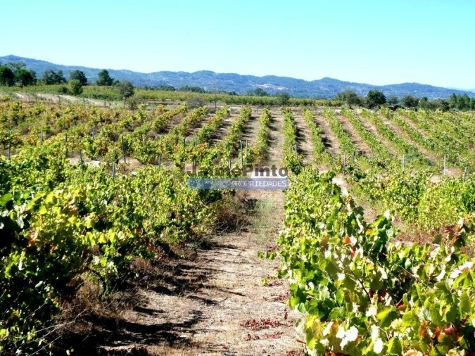Terreno Agricola ou Rústico para Venda em Covilhã e Canhoso Foto 3