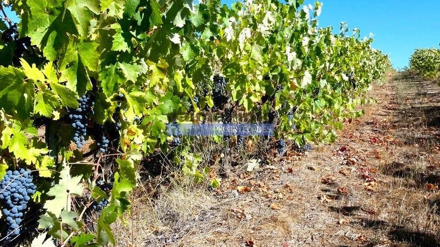 Terreno Agricola ou Rústico para Venda em Covilhã e Canhoso