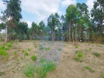 Terreno para Venda em Palhaça
