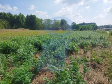 Terreno para Venda em Palhaça