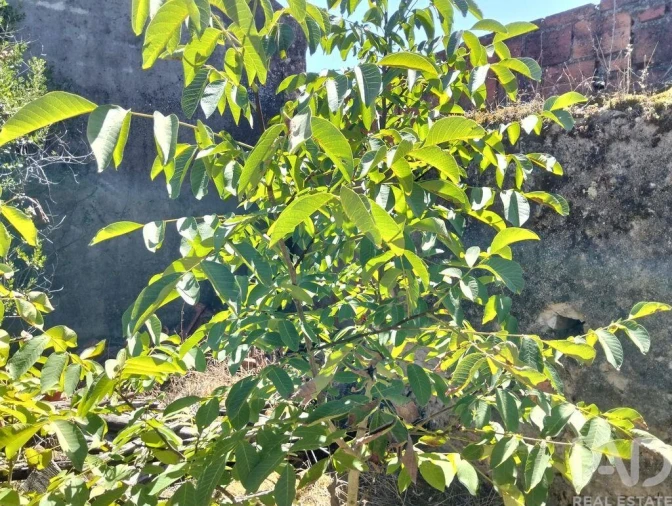 Moradia para Venda em Brogueira, Parceiros de Igreja e Alcorochel Foto 27