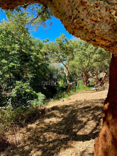 Quinta T5 para Venda em São Salvador da Aramenha