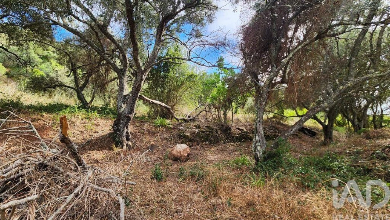 Terreno para Venda em São Bartolomeu de Messines Foto 9