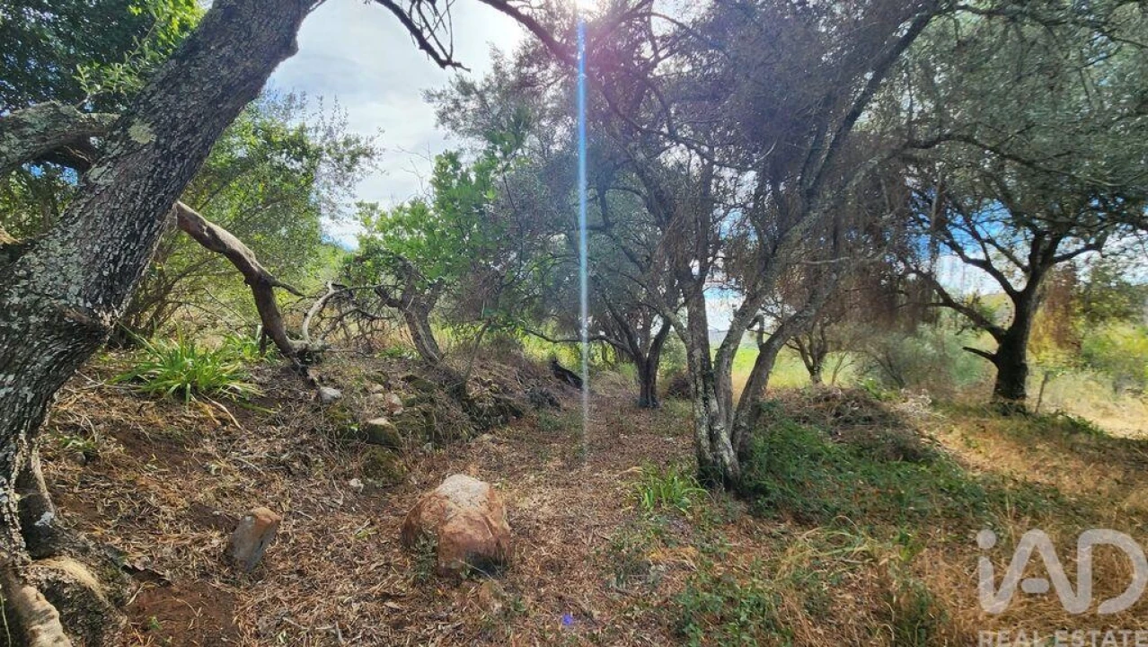 Terreno para Venda em São Bartolomeu de Messines Foto 10