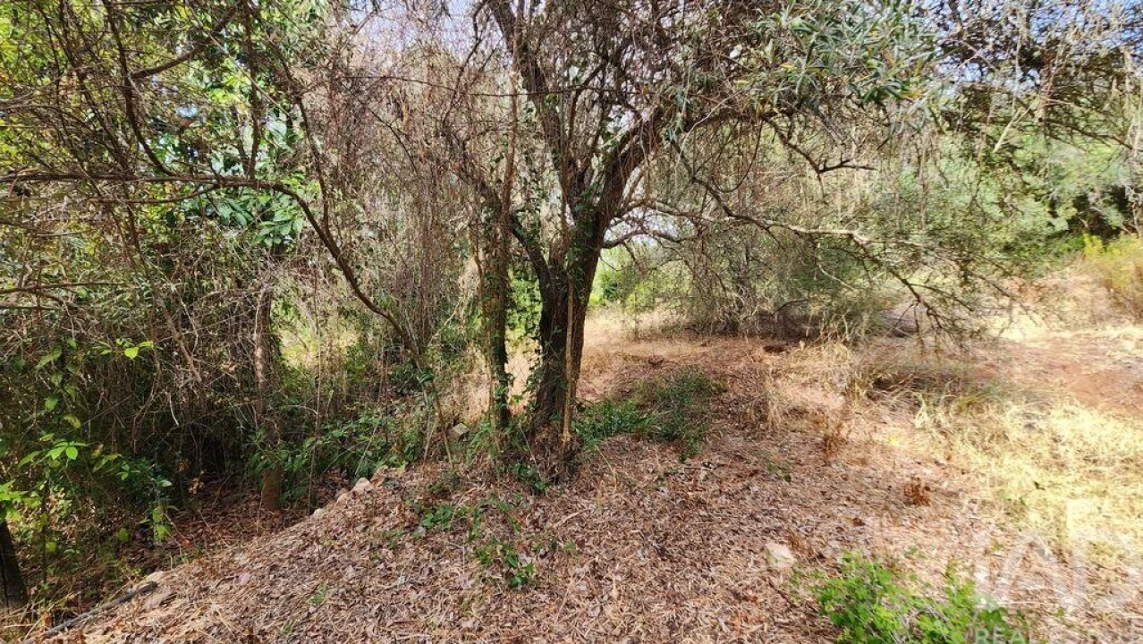 Terreno para Venda em São Bartolomeu de Messines Foto 5