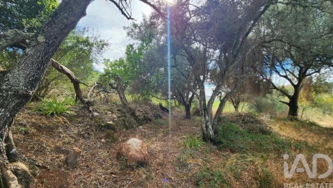 Terreno para Venda em São Bartolomeu de Messines
