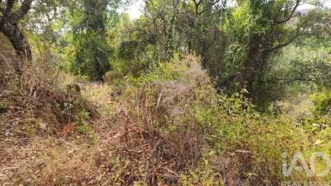 Terreno para Venda em São Bartolomeu de Messines