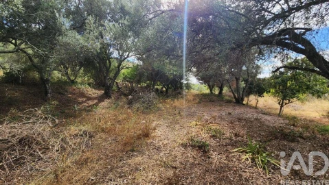 Terreno para Venda em São Bartolomeu de Messines