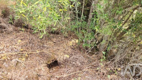 Terreno para Venda em São Bartolomeu de Messines