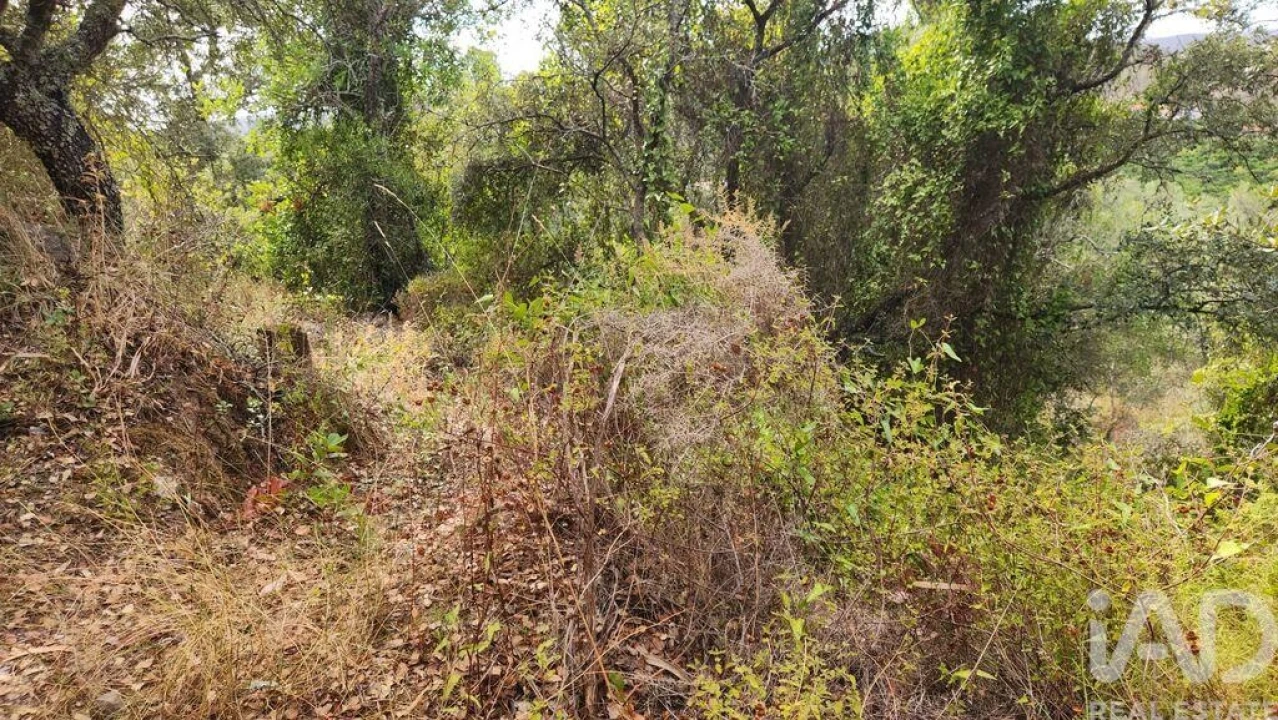Terreno para Venda em São Bartolomeu de Messines Foto 3