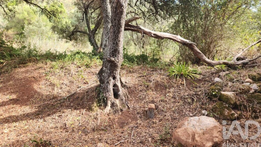 Terreno para Venda em São Bartolomeu de Messines Foto 25