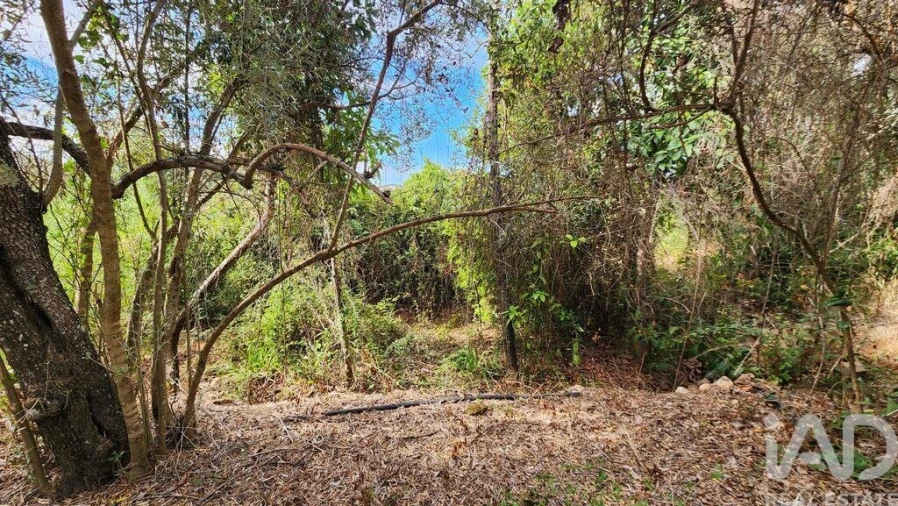 Terreno para Venda em São Bartolomeu de Messines Foto 8