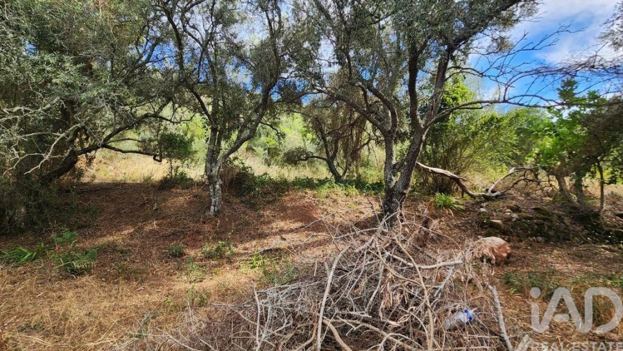 Terreno para Venda em São Bartolomeu de Messines Foto 11