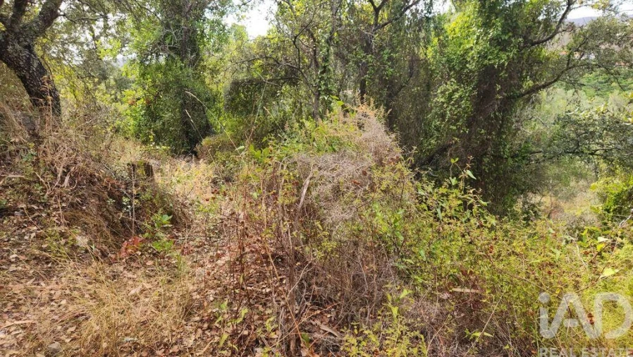 Terreno para Venda em São Bartolomeu de Messines Foto 3