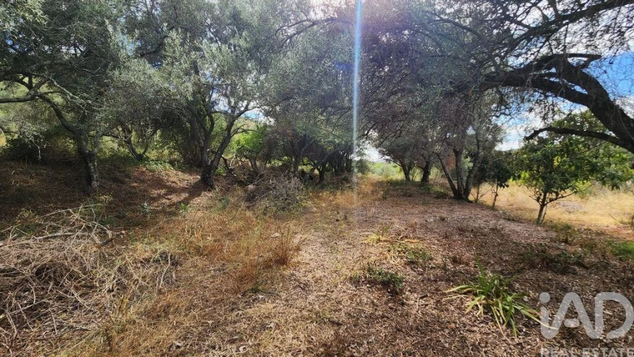 Terreno para Venda em São Bartolomeu de Messines Foto 32