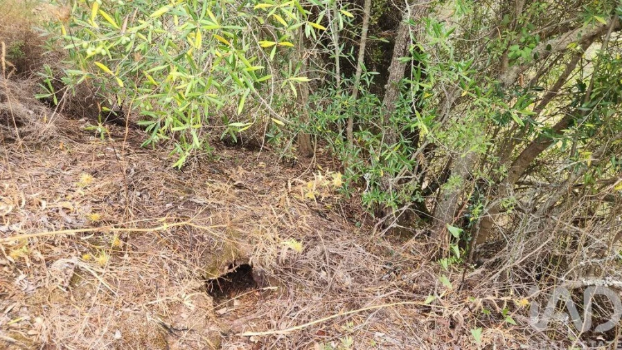 Terreno para Venda em São Bartolomeu de Messines Foto 34