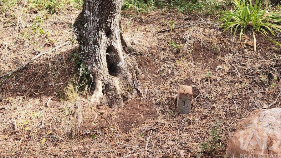 Terreno para Venda em São Bartolomeu de Messines Foto 24