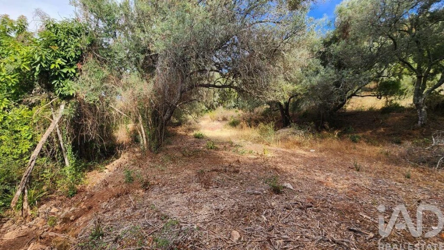 Terreno para Venda em São Bartolomeu de Messines Foto 15