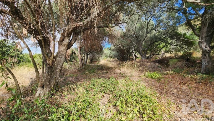 Terreno para Venda em São Bartolomeu de Messines Foto 18