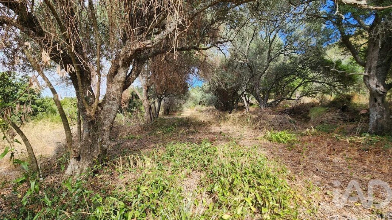 Terreno para Venda em São Bartolomeu de Messines Foto 18