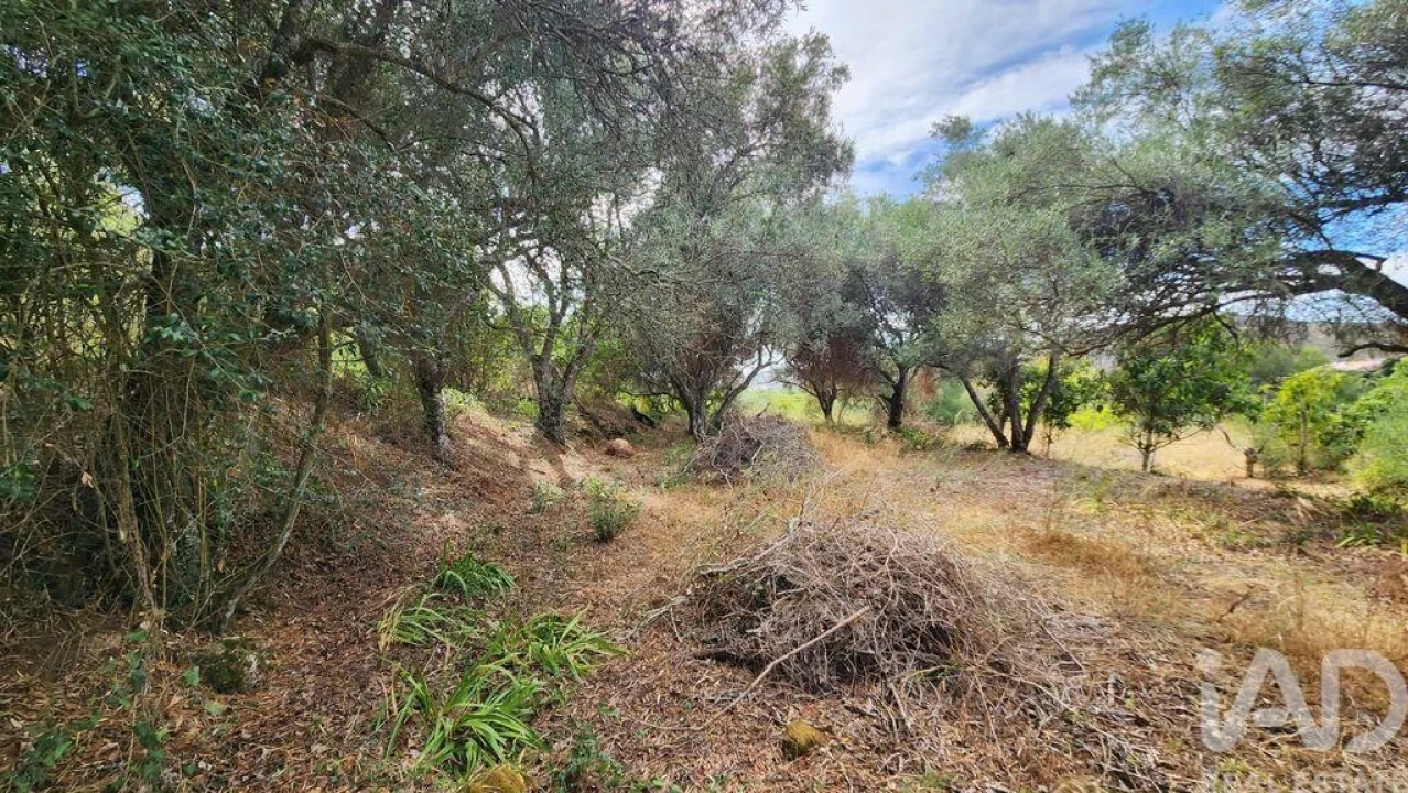 Terreno para Venda em São Bartolomeu de Messines Foto 31