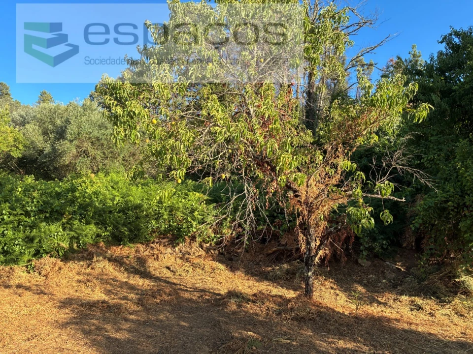Terreno para Venda em Lavacolhos Foto 3