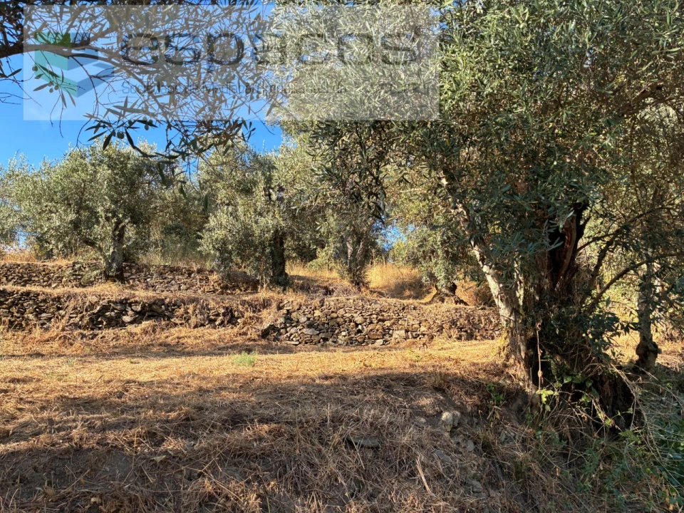 Terreno para Venda em Lavacolhos Foto 9